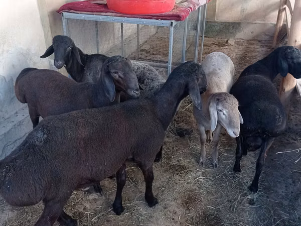 Carnero, Ovejas
