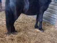 Yegua, Alter Real — foto 2