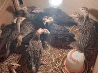 Turkeys — foto 2