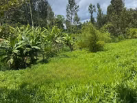 Get Your Bracharia Hay With Added Vitamins From Us NOW! — фото 1