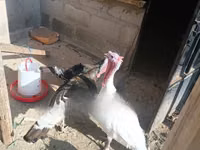 Turkeys — picha 2