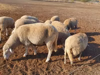 نعجة, Merino sheep — الصورة 3