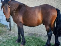 Farasi dume, Međimurje horse — picha 1