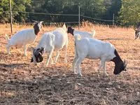 Goat, Boer goat — photo 1