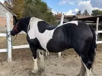 Stute, Gypsy horse — Foto 1