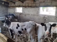 गाय, मवेशी — फ़ोटो 1