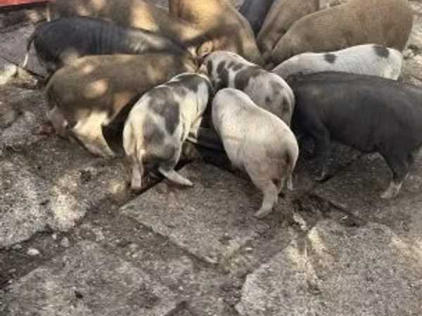 नर सूअर, 