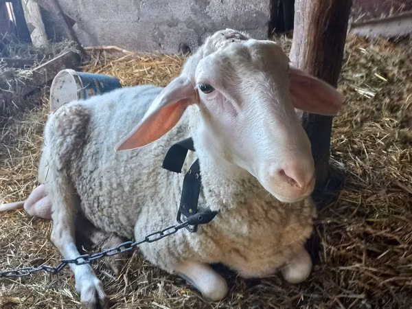 Carnero, Awassi sheep
