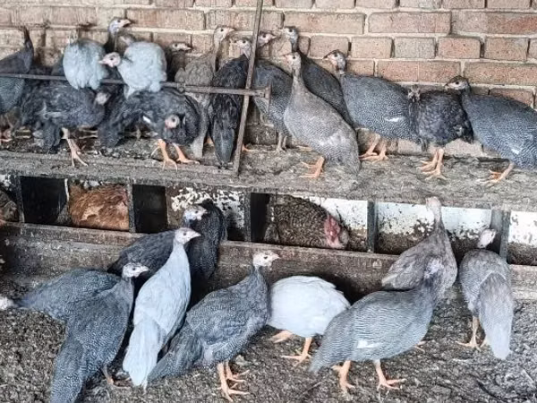 Guinea fowl