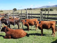 Ng'ombe jike, Aberdeen – Angus — picha 5