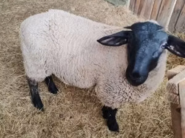 भेड़, White Suffolk sheep