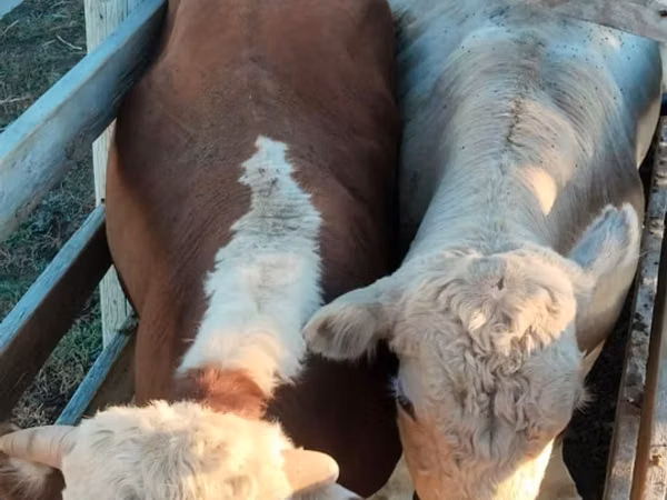 Toro, Raza Auliékol