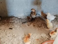 Chickens — Foto 2