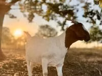 عنزة, Boer goat — الصورة 1