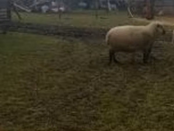 Widder, Shroshire sheep