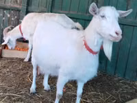 母山羊, Pomellata goat — 照片 2