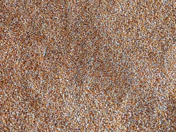 Продается кукуруза сухой 18с кг есть 12-14 тон сорт Limagrain/May