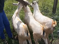 Cabro, Cabras — foto 1