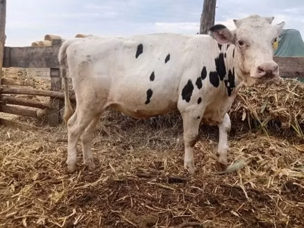 Mare, Holstein