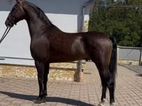 Caballo, Dutch warmblood horse — foto 2