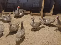 Ducks — Foto 7