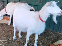 母山羊, Pomellata goat — 照片 1