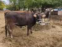 Cow, Brown Carpathian breed — photo 8