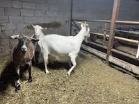 बकरी, Kamori goats — फ़ोटो 6