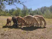 मेढ़ा, Afghan Arabi sheep — फ़ोटो 3