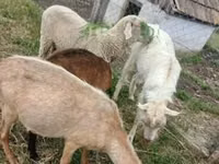 मेढ़ा, Merino sheep — फ़ोटो 1
