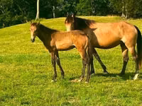 Yegua, Black Sea breed — foto 8