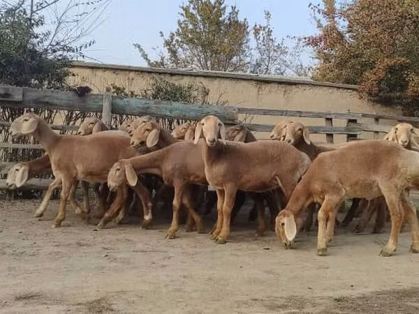 Kondoo jike, Arashan sheep