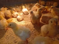 Chickens — الصورة 3