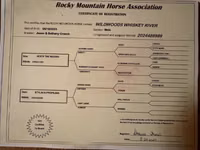 Hengst, Rocky Mountain Horse — Foto 7