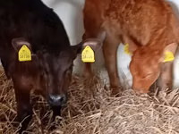 Cattle (batch, sex not specified), Russian Black pied cattle — photo 2