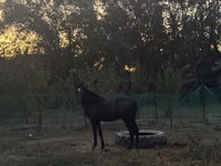 Farasi dume, Akhal-Teke — picha 1