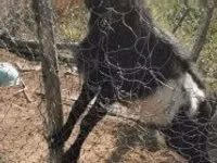 Billy Goat, Pomellata goat — photo 3