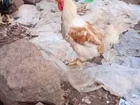 دجاج شمو — الصورة 2