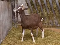 Ziege, Toggenburg goat — Foto 1