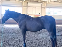 Farasi dume, Budyonny horse — picha 2