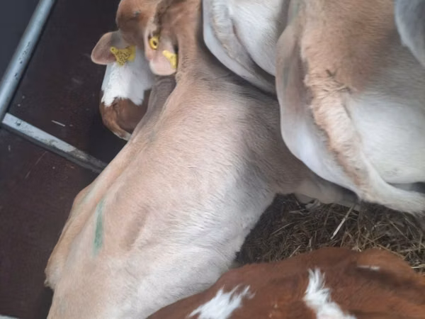 公牛, Limousin cow