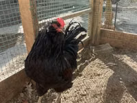 Chickens — Foto 3