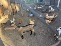 公山羊, Nigerian dwarf goats — 照片 4