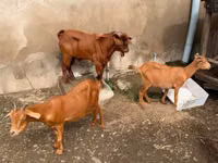 Mbuzi (kikundi, jinsia haijatajwa), Mbuzi — picha 2