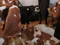 牛只（批次，未指定性别）, Simmental cattle — 照片 7