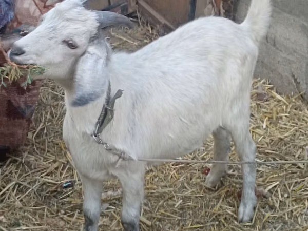 Goats (batch, sex not specified), Goats