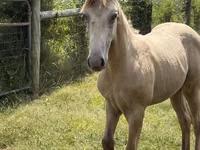 Hengst, Kentucky mountain daddle horse — Foto 5