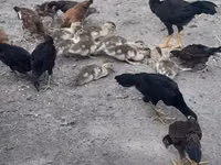 Chickens — Foto 6