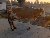 Ng'ombe jike, Simmental cattle — picha 1