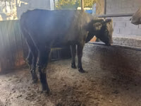 Vaca, Swiss cattle — foto 4